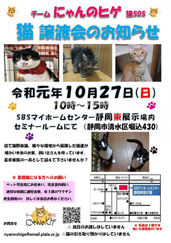 静岡市清水区にて猫の譲渡会開催です