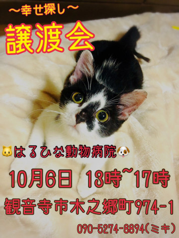 セカンドライフ香川  猫の譲渡会