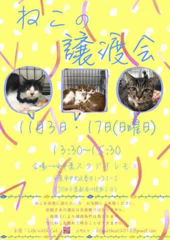 第23.24回ねこの譲渡会＠千葉県千葉市