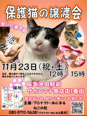 保護猫の譲渡会　大阪池田