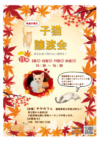 子猫譲渡会