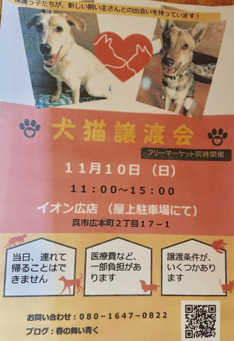 犬猫譲渡会とフリマ