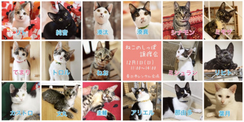 ねこのしっぽ譲渡会