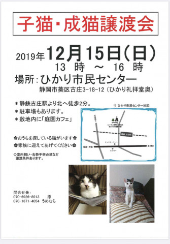 「子猫成猫譲渡会」