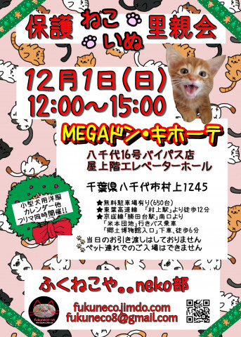 ふくねこや。。neko部 保護ねこ里親会