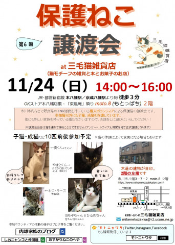 保護ねこ譲渡会 三毛猫雑貨店 猫の譲渡会掲示板 ネコジルシ