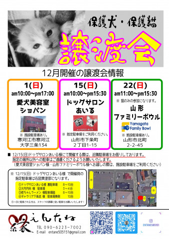 保護猫の譲渡会