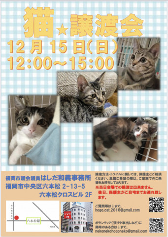 猫　譲渡会