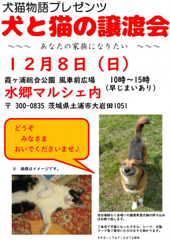 犬と猫の譲渡会