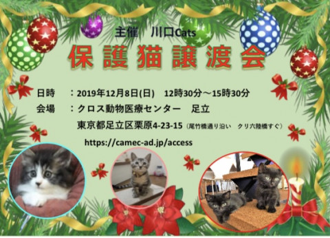 12/8(日) ほごねこ譲渡会