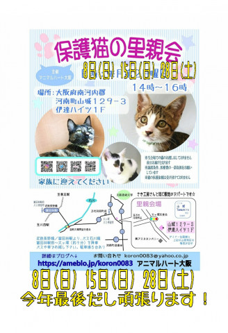 保護猫の里親会