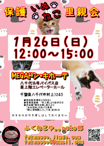 千葉県八千代市開催/ MEGAドンキ×ふくねこや