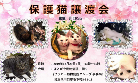 はとがや動物病院　保護猫譲渡会