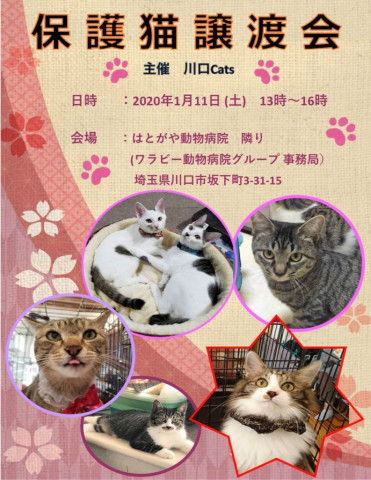 １/１１（土）　はとがや動物病院ほごねこ譲渡会