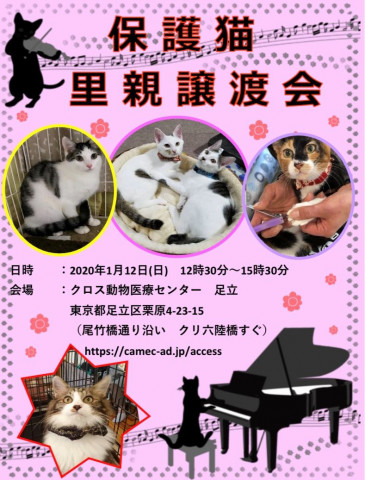 １月１２日（日）ほごねこ譲渡会