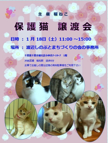 稲ねこ　保護猫譲渡会