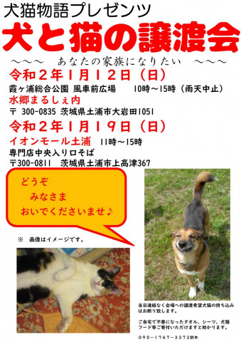 犬と猫の譲渡会