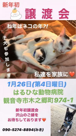 保護犬猫の譲渡会