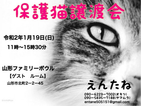 保護猫の譲渡会