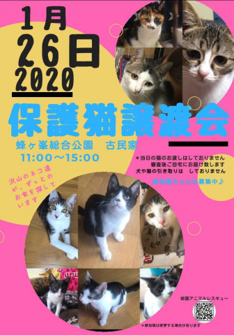 保護猫譲渡会