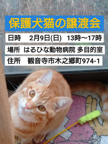 保護犬猫の譲渡会