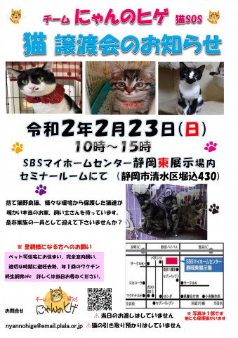 静岡市清水区にて猫の譲渡会開催です