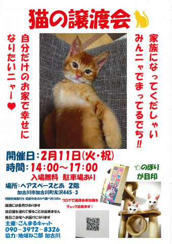 猫の譲渡会「加古川」