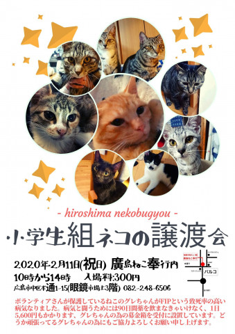 小学生組（4か月～8か月）の猫の譲渡会