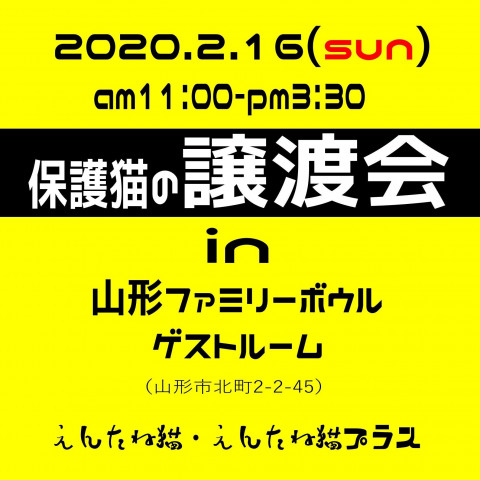 保護猫の譲渡会