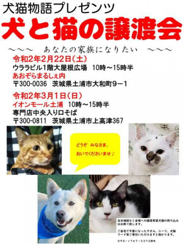 犬と猫の譲渡会