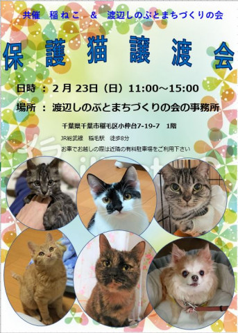 稲ねこ　保護猫譲渡会　開催します！