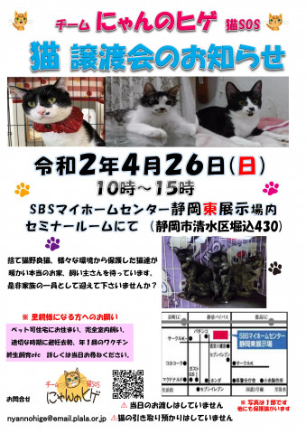 中止になりました　静岡市清水区にて猫の譲渡会開催です