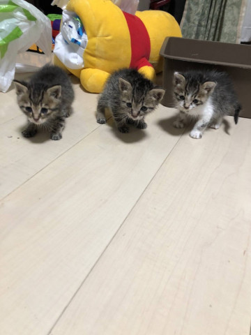 猫のプチ里親会 in 牛久  茨城県