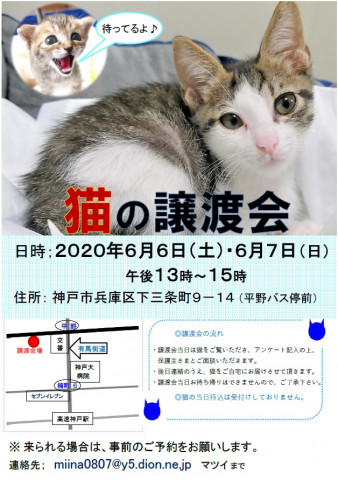 猫の譲渡会