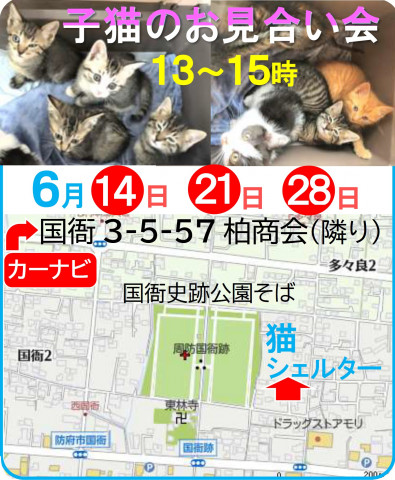 子猫のお見合い会