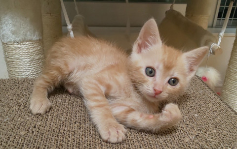 犬山市役所 分庁舎 地元 猫の譲渡会掲示板 ネコジルシ