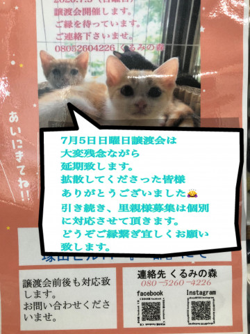 延期になりました。鹿児島県くるみ猫譲渡会