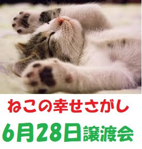 ねこの幸せさがし 譲渡会