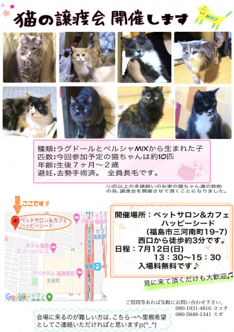 多頭飼育崩壊レスキュー猫の譲渡会