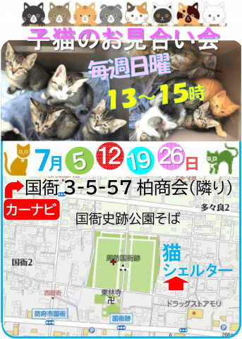 子猫のお見合い会