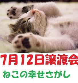 大阪市北区「ねこの幸せさがし」譲渡会