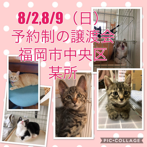 猫☆譲渡会