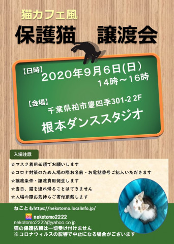 9/6(日)猫カフェ風保護猫譲渡会