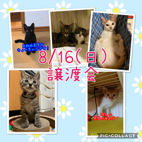 猫☆譲渡会