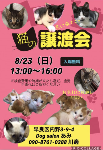 猫の譲渡会