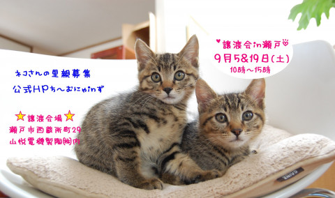 猫の譲渡会 IN 瀬戸 ～ ちーむにゃいんず ２０２０年９月１９日開催