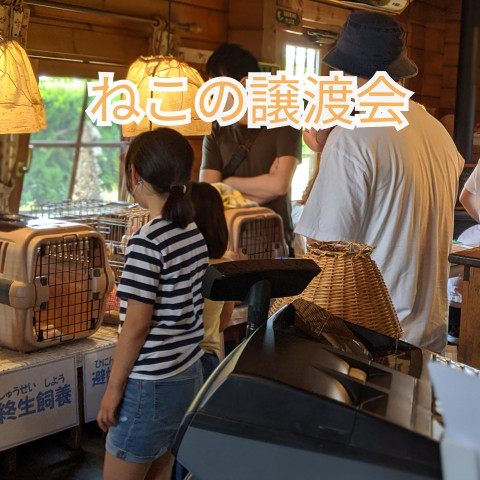 猫の譲渡会inピザガーリック 猫の譲渡会掲示板 ネコジルシ