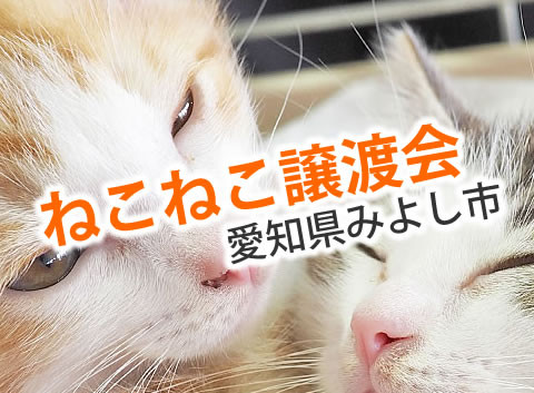 19匹ねこねこ譲渡会・愛知県みよし市