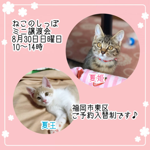 ねこのしっぽミニ譲渡会