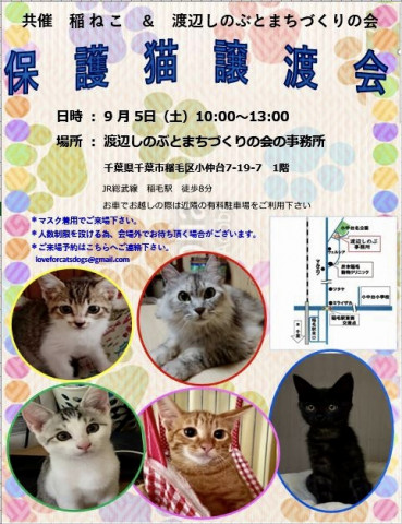 稲ねこ　保護猫譲渡会